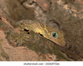 Smiths Greeneyed Gecko Gekko Smithii Their Stock Photo