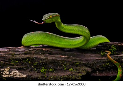 Satiny Parrot Snake Leptophis Mexicanus Arboreal库存照片185461496