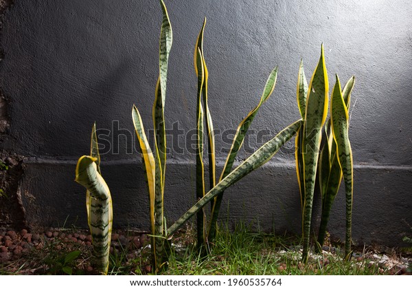 Snake Plant Bowstring Hemp Sansevieria Trifasciata Stock Photo