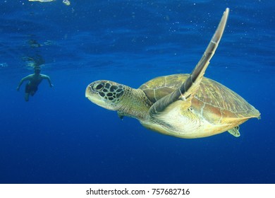 Snorkeler Swimming Sea Turtle Stock Photo Edit Now