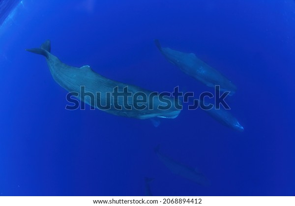 Snorkeling Sperm Whales Indian Ocean Group Stock Photo