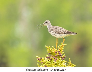 379 Solitary Sandpiper Images Stock Photos Vectors Shutterstock