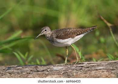 Solitary Sandpiper Images Stock Photos Vectors Shutterstock