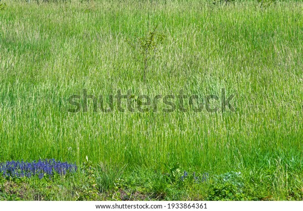 Sorghum Halepense Grass Which Grows Southern Stock Photo 1933864361