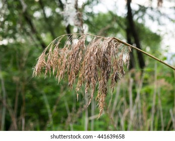 Sorghum Halepense Images Stock Photos Vectors Shutterstock