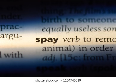 Spay Word Dictionary Spay Concept Stock Photo Shutterstock