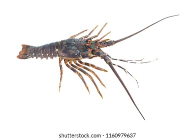 Spiny Lobster Isolated On White Stock Photo Shutterstock