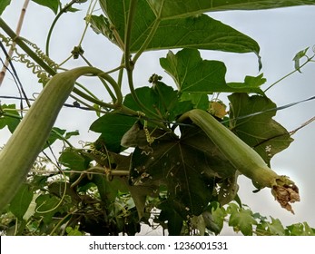 Sponge Gourd Field Stock Photo Shutterstock