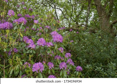 Pontic Rhododendron Images Stock Photos Vectors Shutterstock