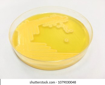 Staphylococcus Aureus Grow On Mannitol Salt Foto Stock Editar Agora