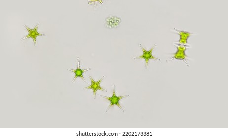 1 426 Microalgae Stock Photos Images Photography Shutterstock