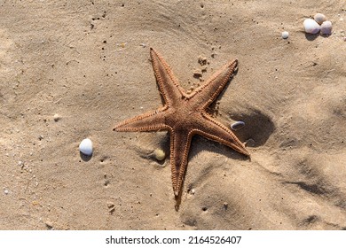 Starfish Shells On Sand Beach Summer Stock Photo 2164526407 Shutterstock