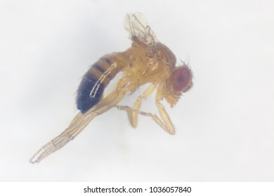 Study Genetic Drosophila Melanogaster Fruit Fly Stock Photo Edit Now