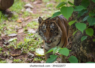 Sumatran Tiger Behind Tree Stock Photo 394322077 Shutterstock