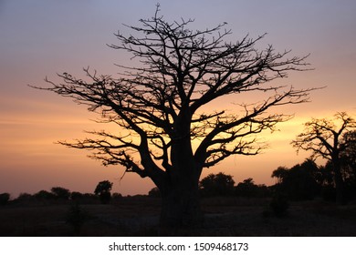 Naked Tree Sunset Fall Stock Photo 1800646354 Shutterstock