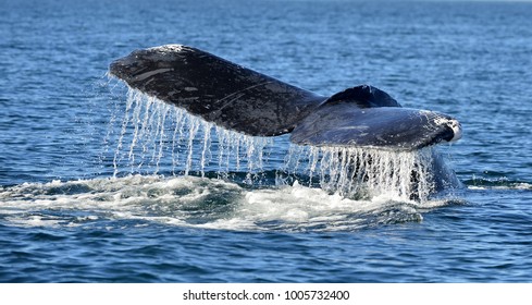 Tail Fin Mighty Humpback Whale Megaptera Foto De Stock