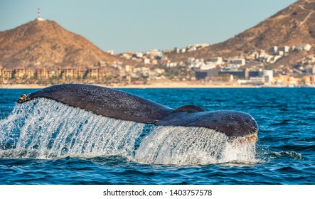 Tail Fin Mighty Humpback Whale Above Stock Photo Shutterstock