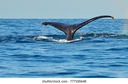 Tail Fluke Diving Humpback Whale Megaptera Stock Photo