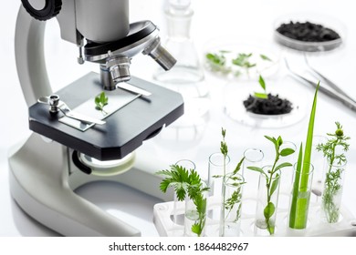 Scientific Research Plants Soil Microbiology Laboratory Stock Photo