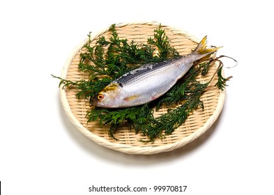 237 Gizzard Shad Images Stock Photos Vectors Shutterstock