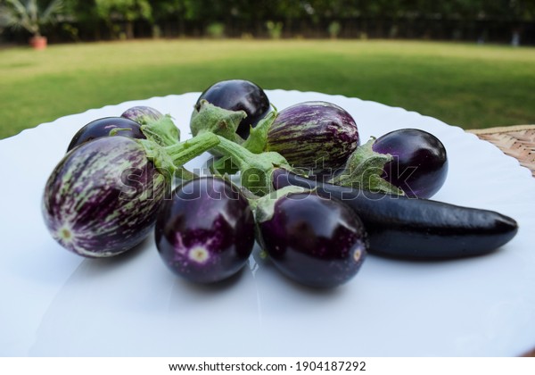 Three Different Variety Types Brinjals Called Stock Photo