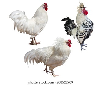 Rooster Set Cocks Fighting Vector Illustration Stock Vector Royalty