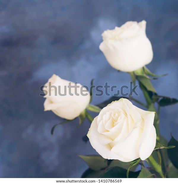 Three White Rose Flowers On Abstract Stock Photo 1410786569 Shutterstock