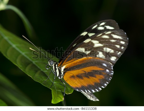 Tiger Longwing Butterfly Heliconius Hecale Nymphalidae Stock Photo