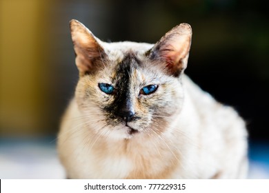 Tortie Point Tortoiseshell Siamese Cat That Stock Photo 777229315