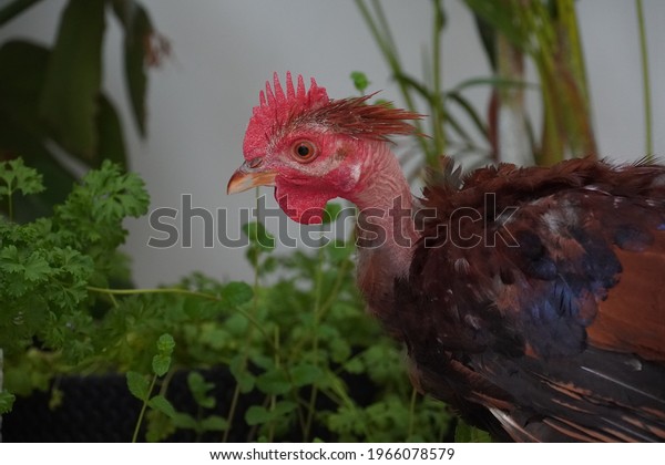 Transylvanian Naked Neck Chicken Turken Sitting Stock Photo 1966078579