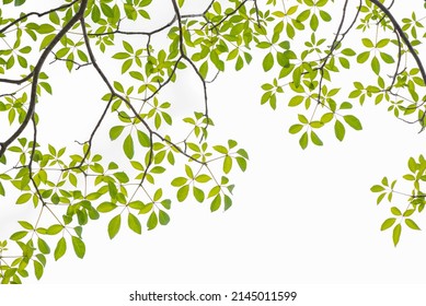 Tree Leaf Frame On White Background Stock Photo Shutterstock