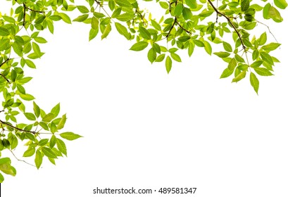 Tree Leaf Frame On White Background Stock Photo Shutterstock