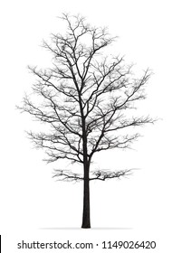 Tree Without Leaf Isolated On White Stock Photo Shutterstock