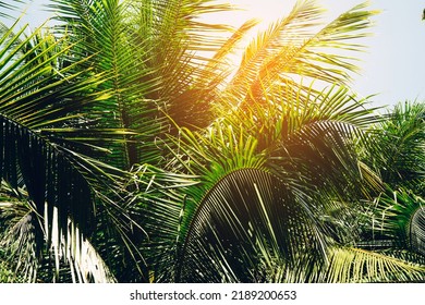 Tropical Palm Leaf Background Coconut Palm Stock Photo 2189200653