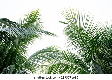 Tropical Palm Leaf Background Coconut Palm Stock Photo 2195371695