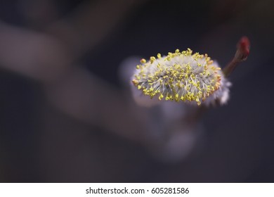 Turned Pussy Willow Stock Photo Shutterstock