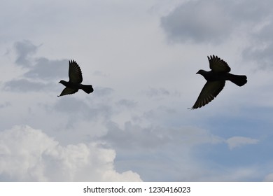 Two Birds Flying Bright Blue Sky Stock Photo 1230416023 Shutterstock