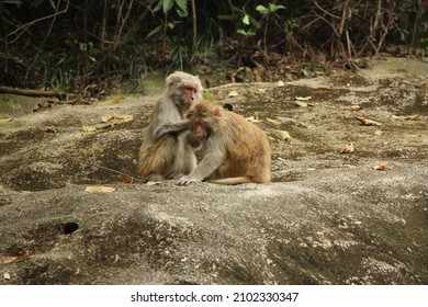 83 Monkeys Fleas Each Other Images Stock Photos Vectors Shutterstock