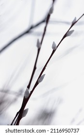 Two Pussy Willow Twigs White Buds Stock Photo 2116950737 Shutterstock