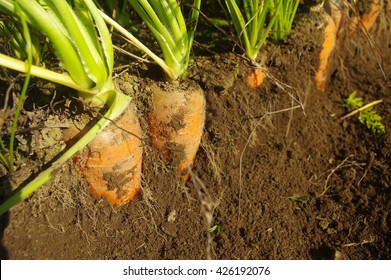 Underground Carrot Cultivation Stock Photo 426192076 Shutterstock