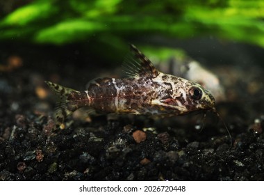 Upside Down Catfish Synodontis Nigriventris Swimming Stock Photo