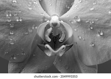 Vagina Erotic Orchid Flower Close Orgasm Stock Fotografie