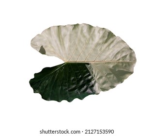 Variegated Leaves Monstera Isolated On White Stock Photo 2127215471