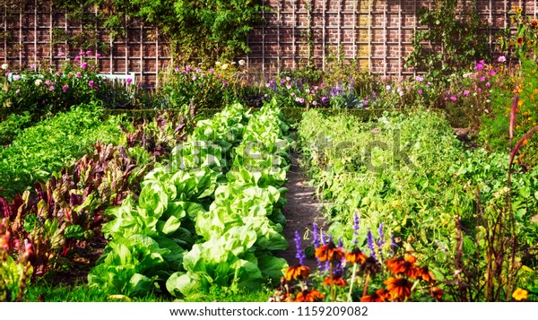 Vegetable Garden Late Summer Herbs Flowers Stock Photo Edit Now