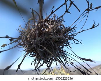 Vegetation Desert Nopales Lechuguilla Hidalgo Mexico Stock Photo