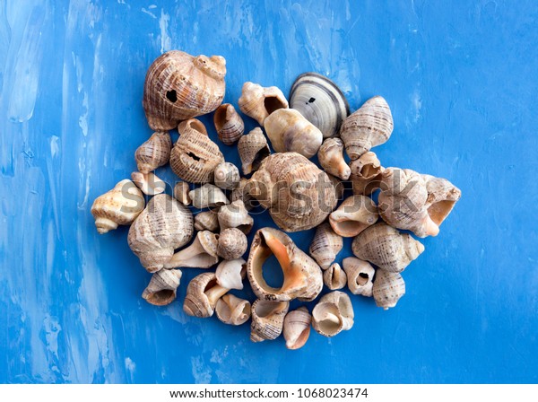 Veined Rapa Whelks Rapana Venosa On Stock Photo Shutterstock