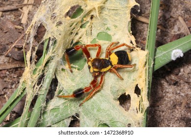 Velvet Spider Stegodyphus Tibialis Male Eresidae Stock Photo