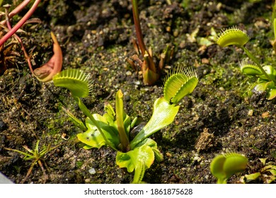 Venus Flytrap Dionaea Muscipula Garden Bed Stock Photo