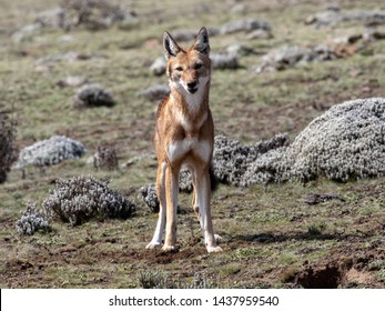 Very Rare Ethiopian Wolf Canis Simensis Foto Stok 1437959540 Shutterstock