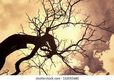 Vintage Naked Branches Stock Photo 152055680 Shutterstock